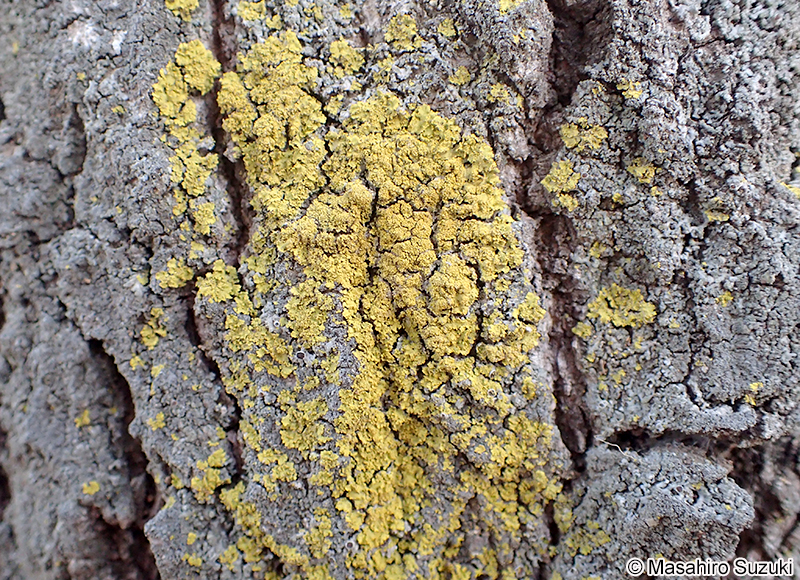 ロウソクゴケ Candelaria concolor