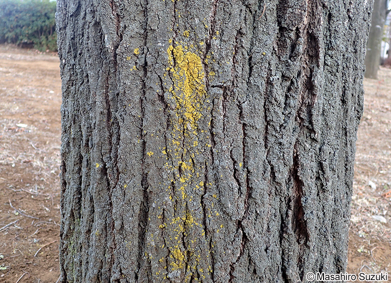 ロウソクゴケ Candelaria concolor