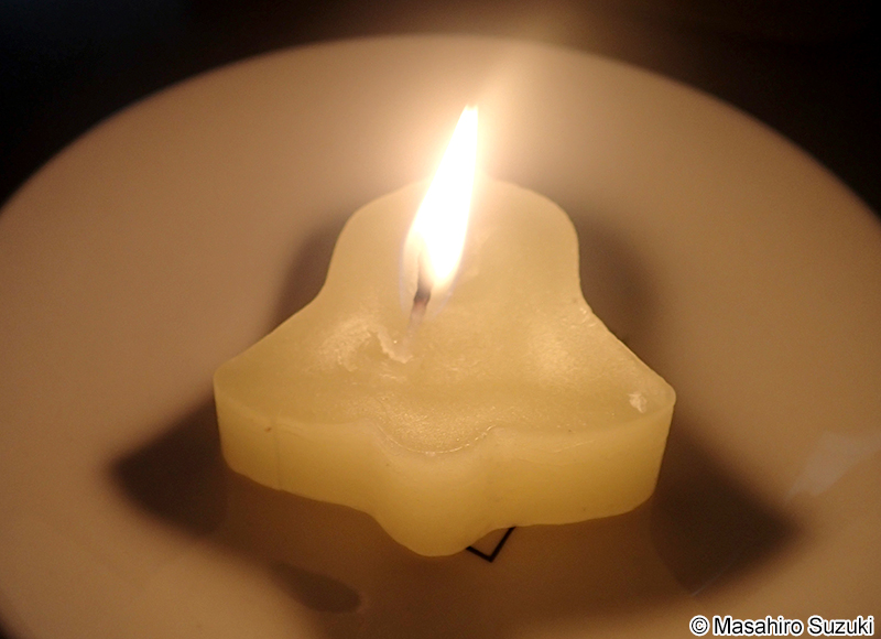 ロウソクゴケのロウソク