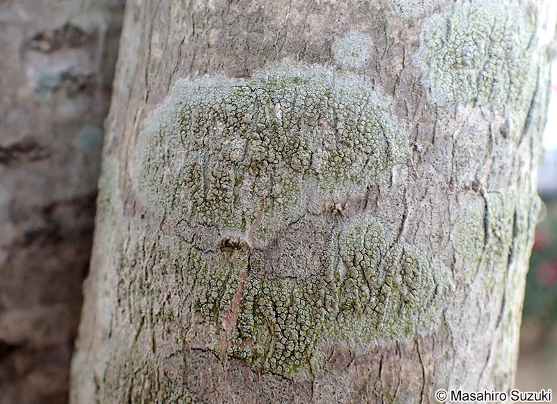 シロフチイボゴケ Lecanora leprosa