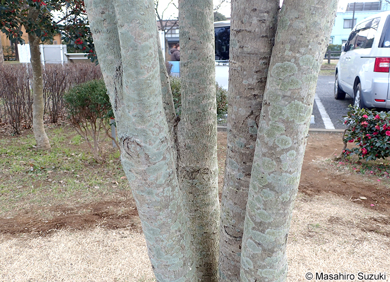 シロフチイボゴケ Lecanora leprosa
