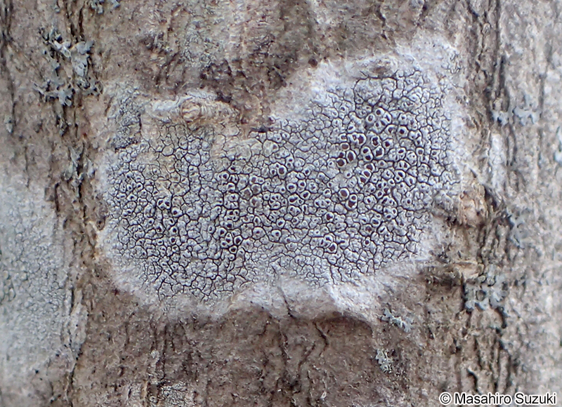 シロフチイボゴケ Lecanora leprosa