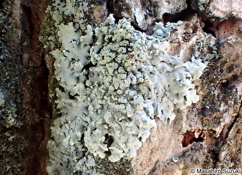 シロムカデゴケ Kashiwadia orientalis