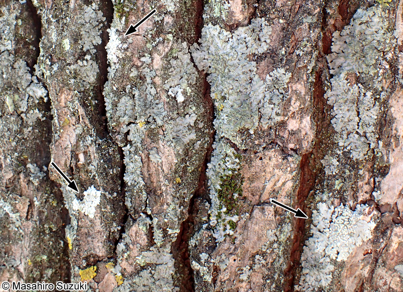 シロムカデゴケ Kashiwadia orientalis