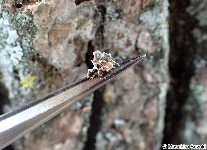 シロムカデゴケ Kashiwadia orientalis