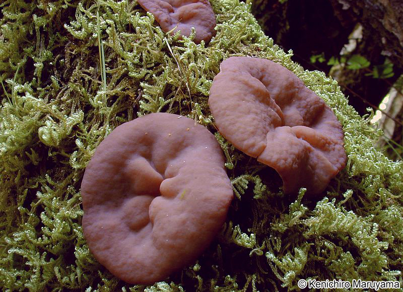 シトネタケ Diatrype