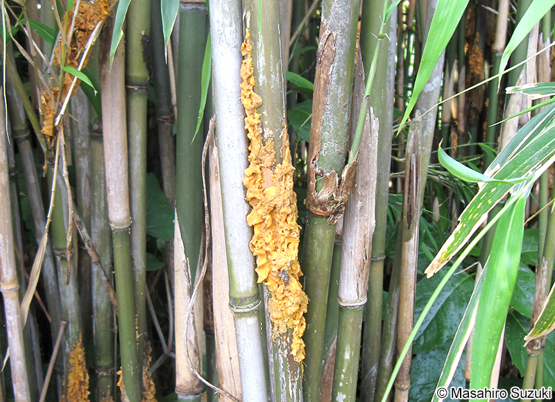 Stereostratum corticioides