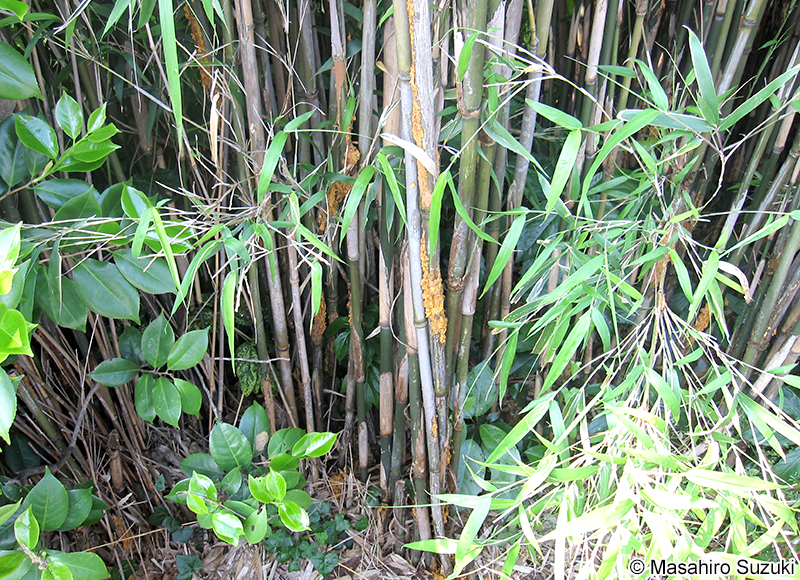 Stereostratum corticioides