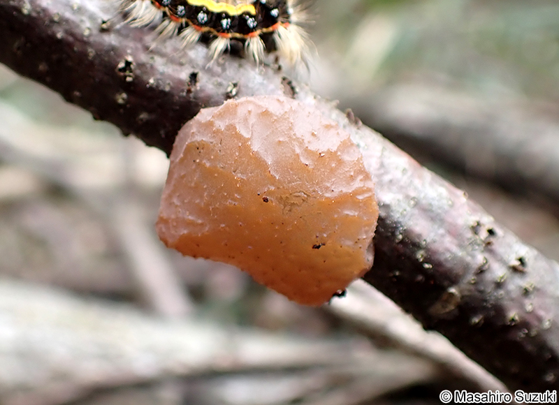 タマキクラゲ Exidia uvapassa