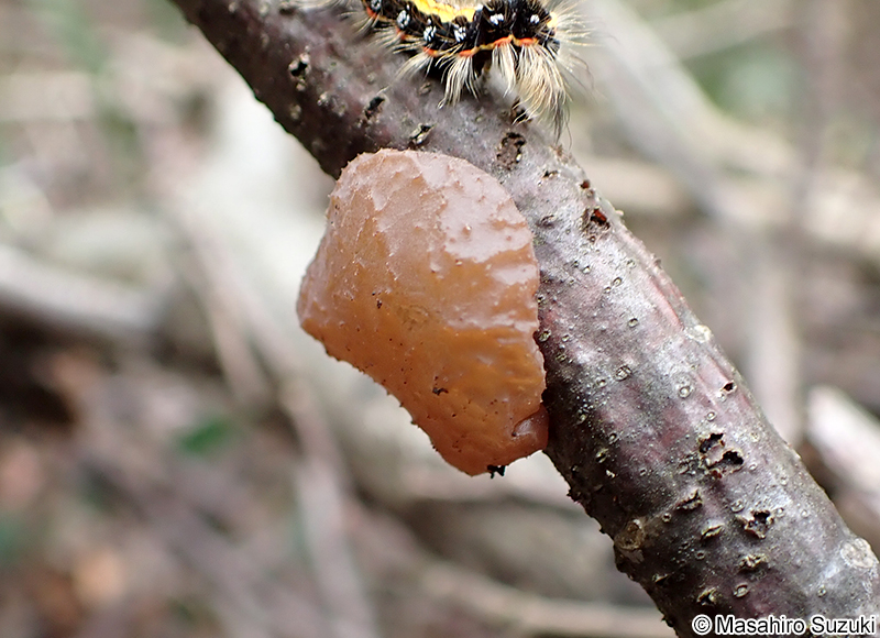 タマキクラゲ Exidia uvapassa