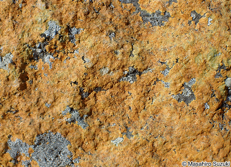 アツミダイダイゴケ Brownliella cinnabarina