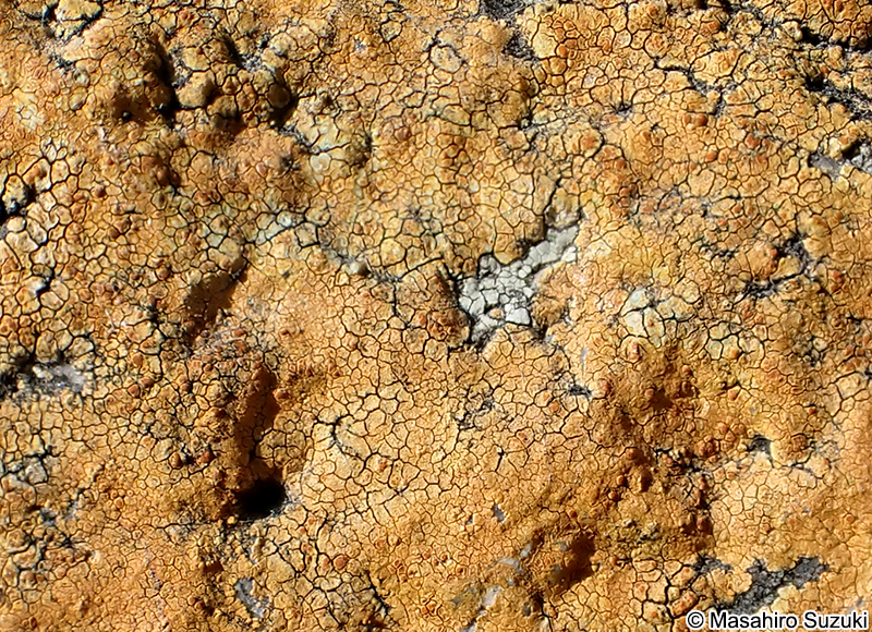 アツミダイダイゴケ Brownliella cinnabarina