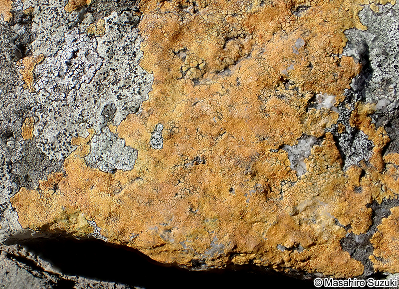 アツミダイダイゴケ Brownliella cinnabarina