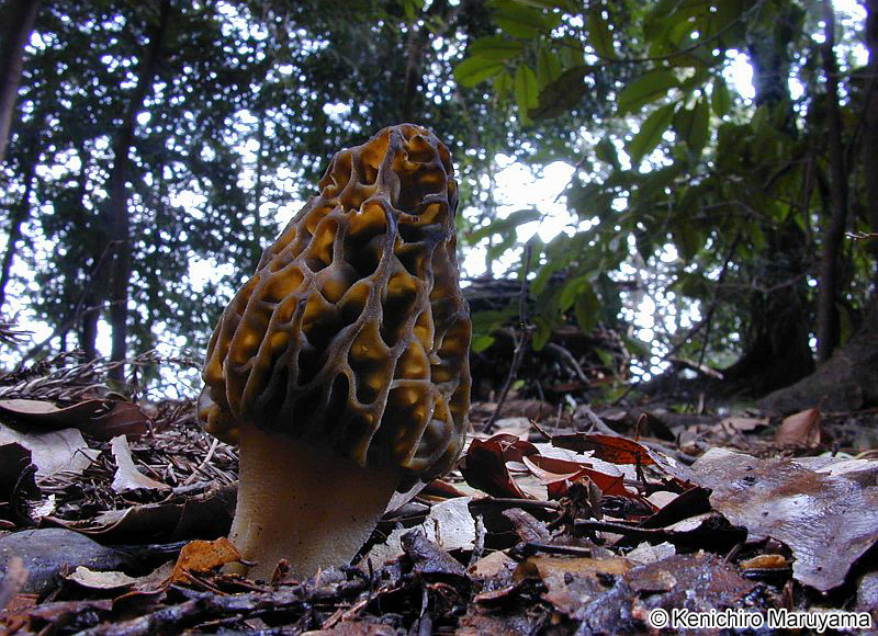 トガリアミガサタケ Morchella conica