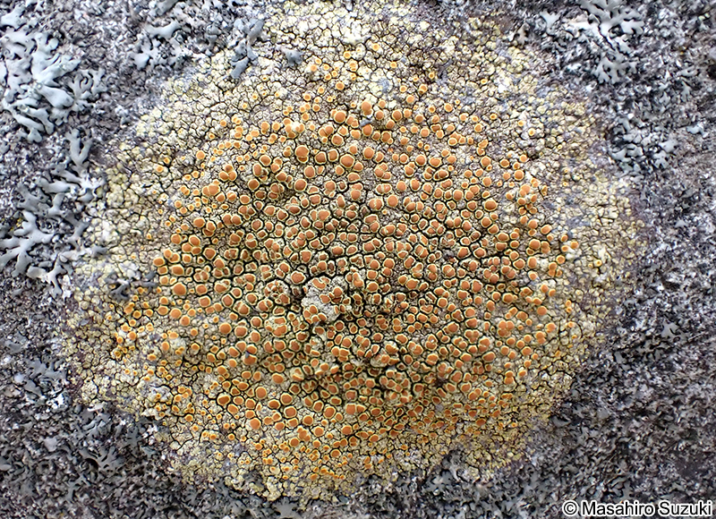 ツブダイダイゴケ Caloplaca flavovirescens