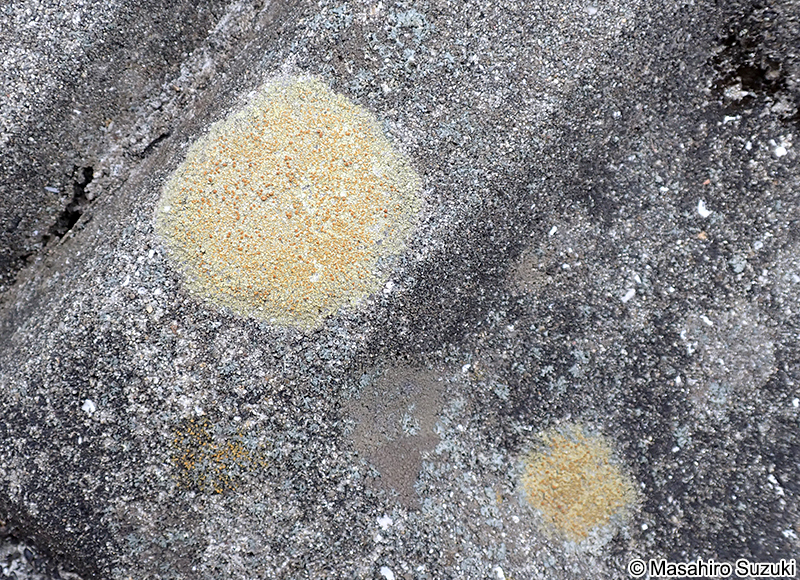 ツブダイダイゴケ Caloplaca flavovirescens