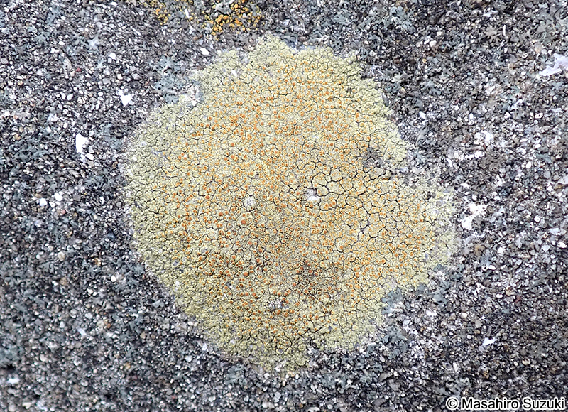 ツブダイダイゴケ Caloplaca flavovirescens