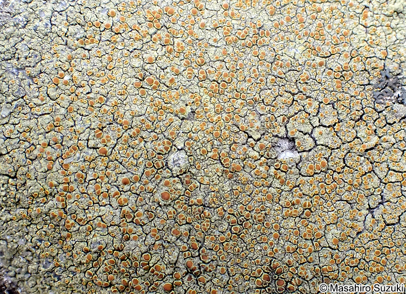 ツブダイダイゴケ Caloplaca flavovirescens