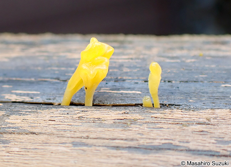 ツノマタタケ Dacryopinax spathularia