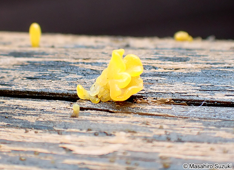 ツノマタタケ Dacryopinax spathularia