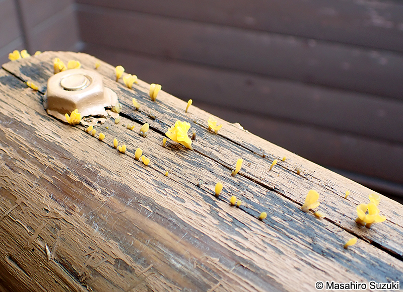 ツノマタタケ Dacryopinax spathularia