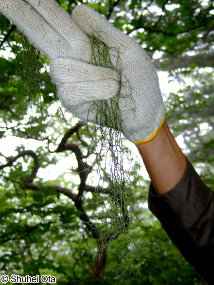 ヨコワサルオガセ Usnea diffracta