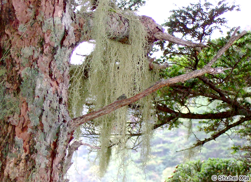 ヨコワサルオガセ Usnea diffracta