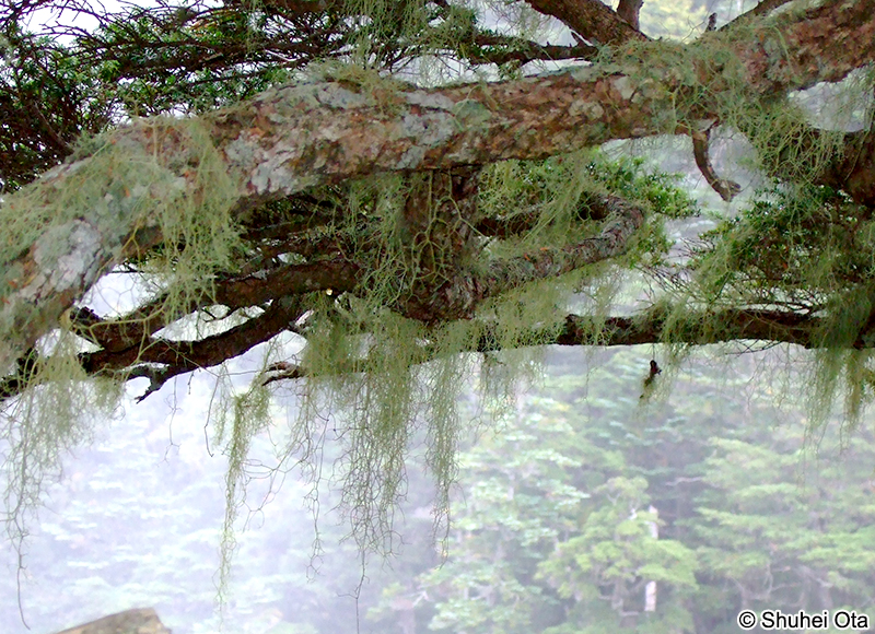 ヨコワサルオガセ Usnea diffracta