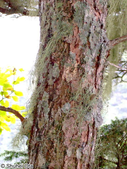 ヨコワサルオガセ Usnea diffracta