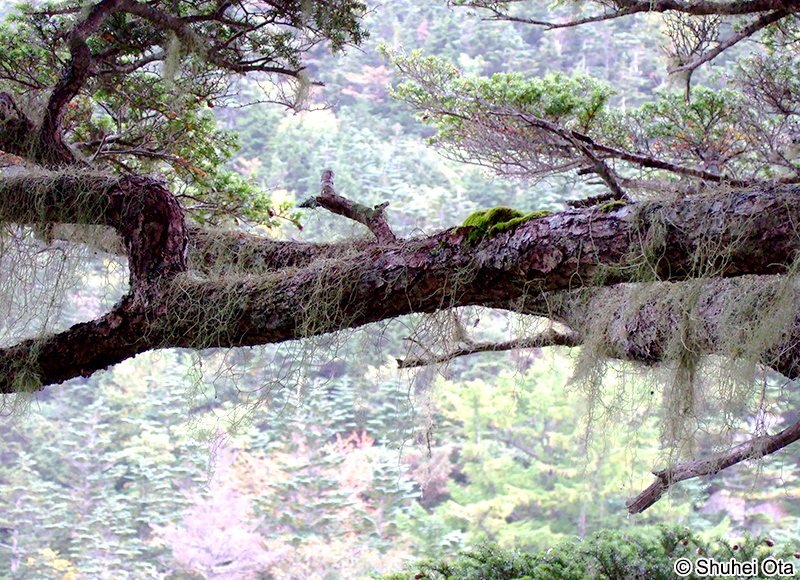ヨコワサルオガセ Usnea diffracta