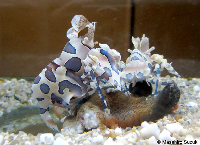 フリソデエビ　Hymenocera picta