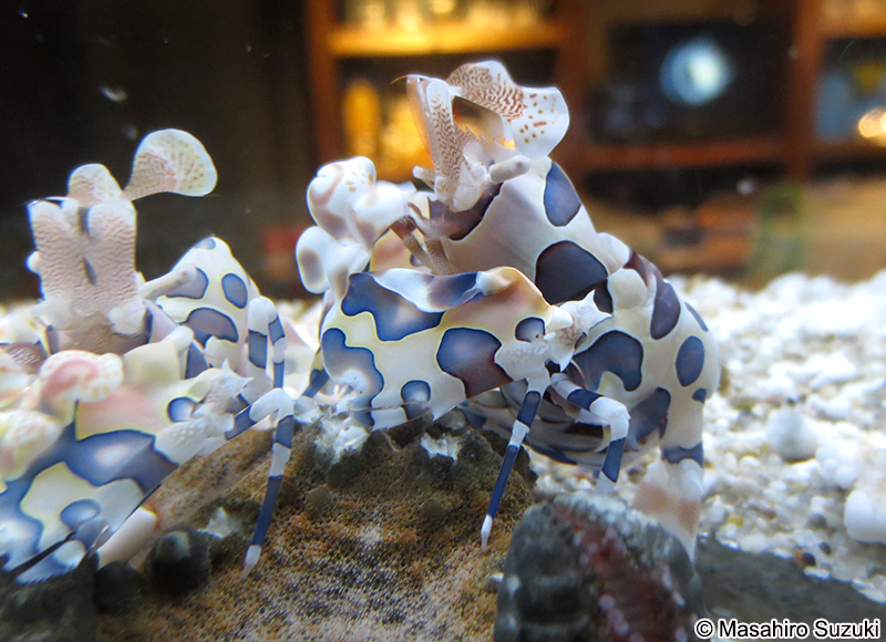 フリソデエビ　Hymenocera picta