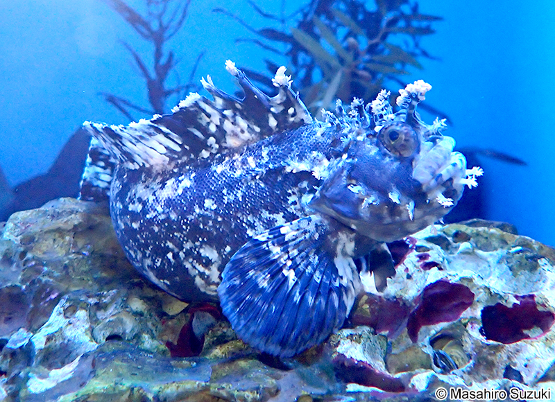 フサギンポ Chirolophis japonicus