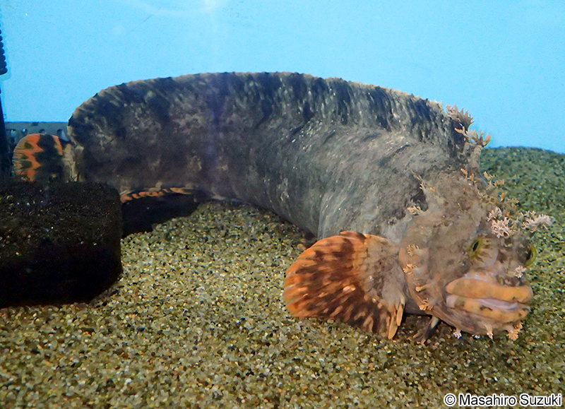 フサギンポ Chirolophis japonicus