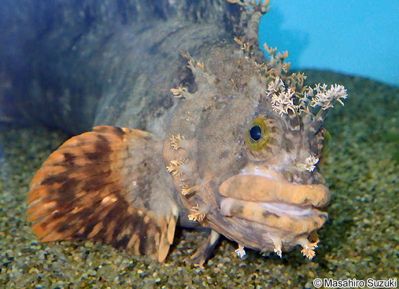 フサギンポ Chirolophis japonicus