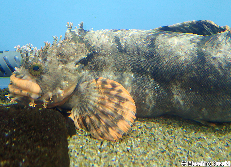 フサギンポ Chirolophis japonicus