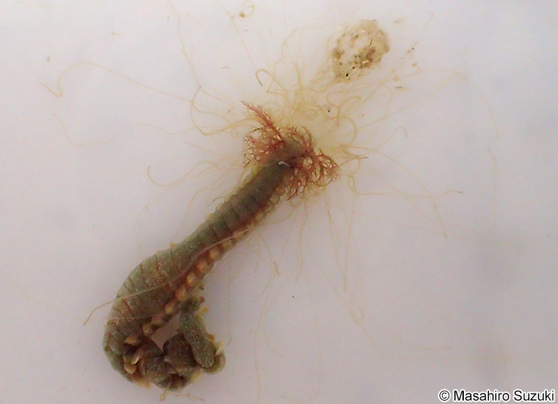 フサゴカイ科 Terebellidae