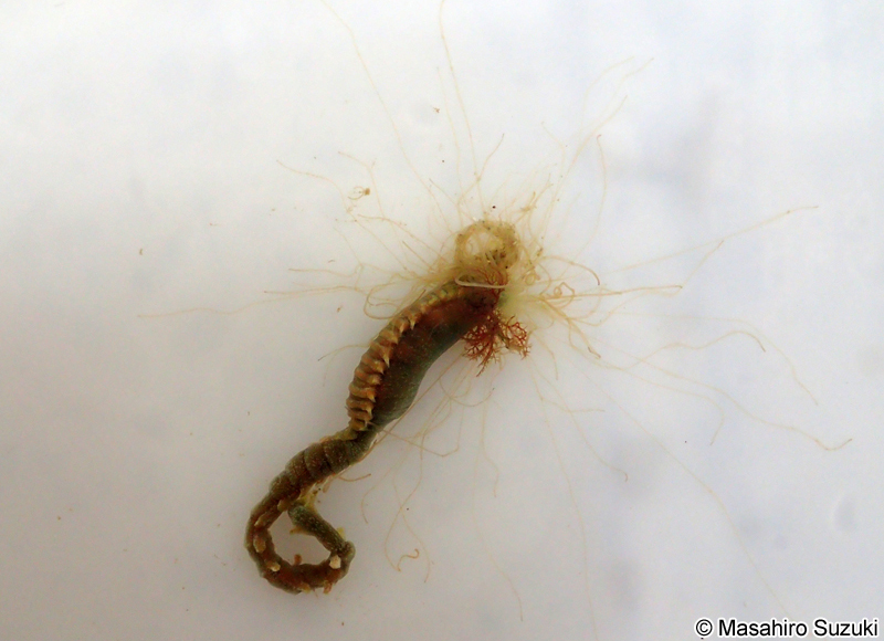 フサゴカイ科 Terebellidae