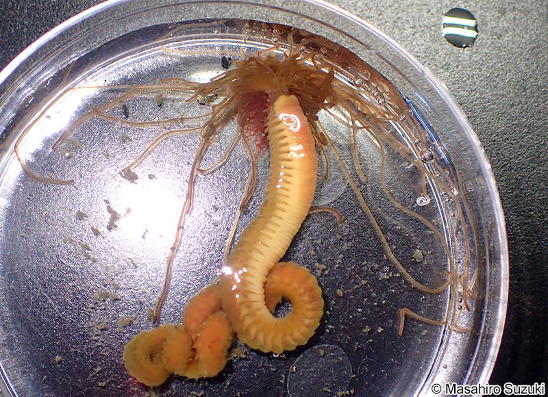 フサゴカイ科 Terebellidae
