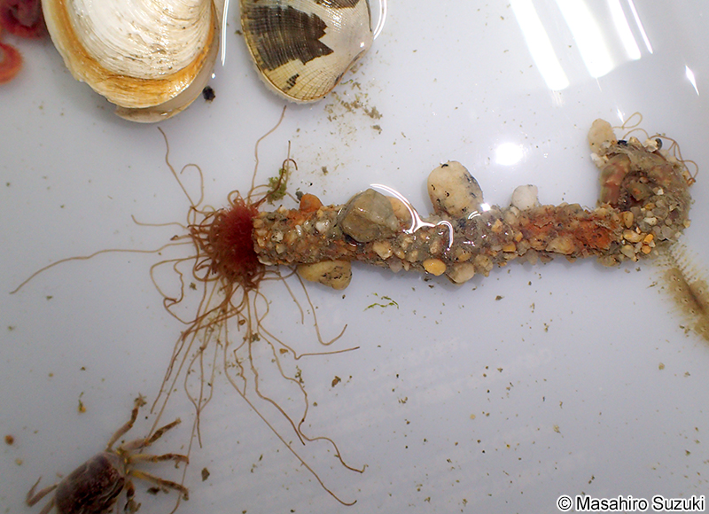 フサゴカイ科 Terebellidae