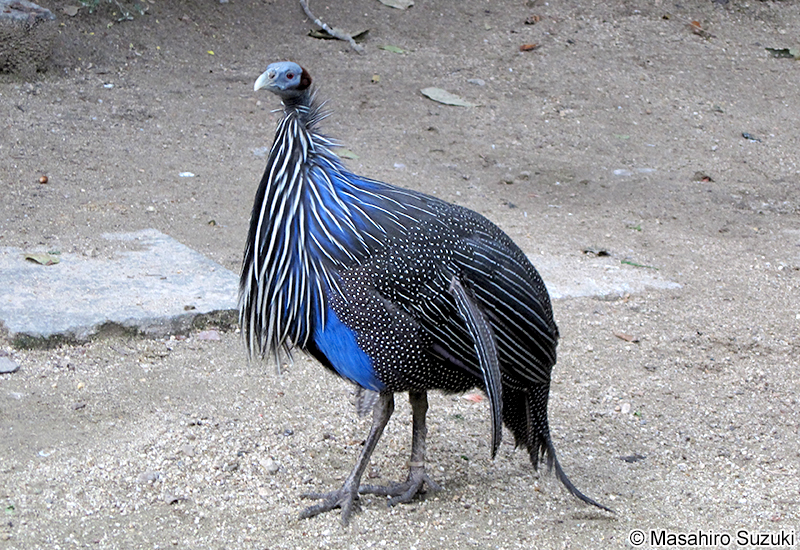 フサホロホロチョウ Acryllium vulturinum