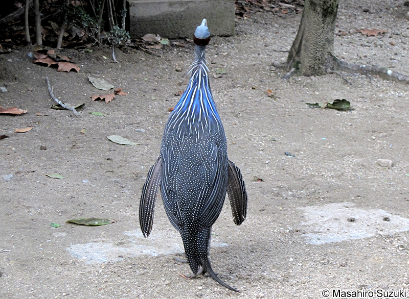 フサホロホロチョウ Acryllium vulturinum