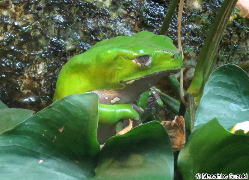 フタイロネコメガエル Phyllomedusa bicolor