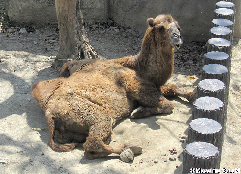 フタコブラクダ Camelus bactrianus