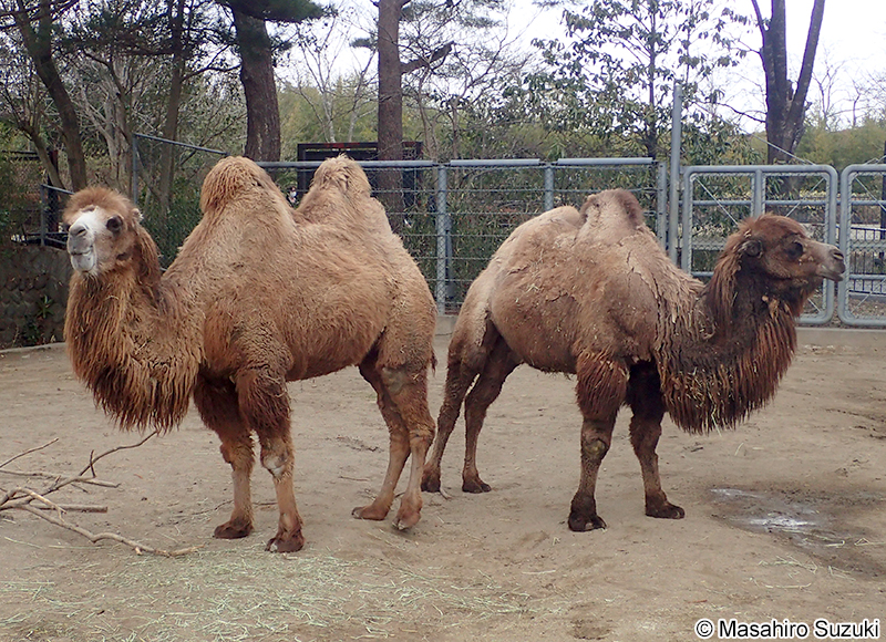 フタコブラクダ Camelus bactrianus