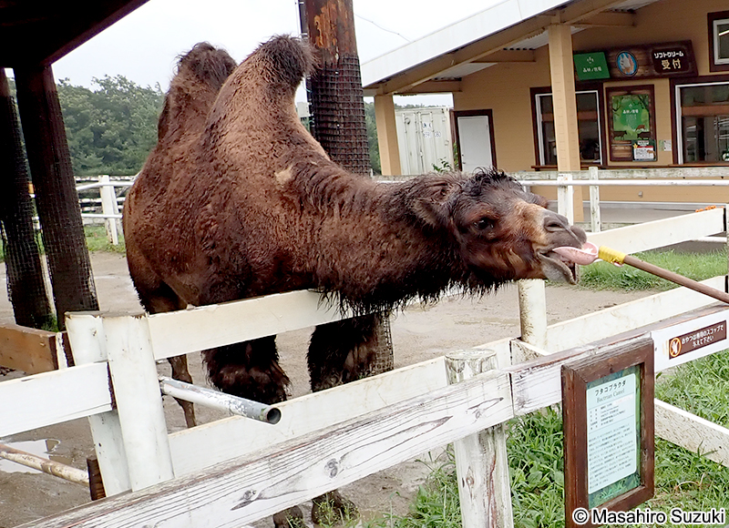 フタコブラクダ Camelus bactrianus