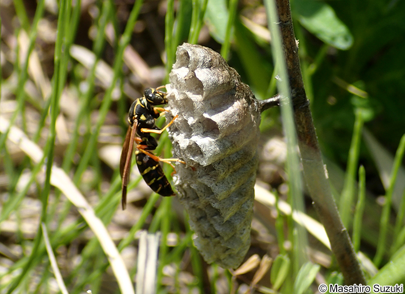 フタモンアシナガバチ Polistes chinensis antennalis