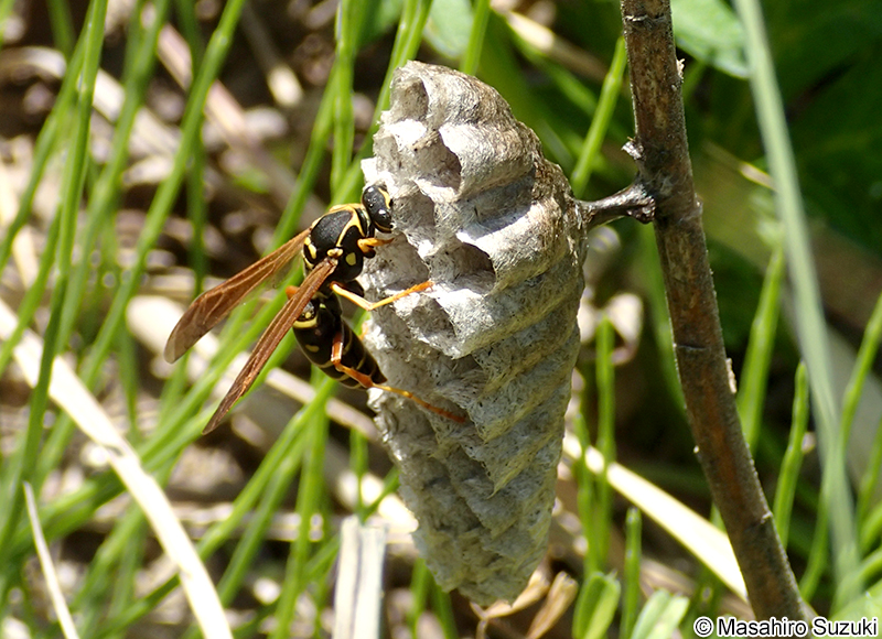 フタモンアシナガバチ Polistes chinensis antennalis
