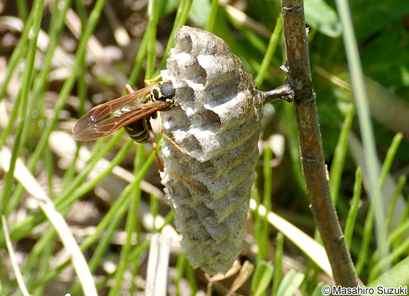 フタモンアシナガバチ Polistes chinensis antennalis