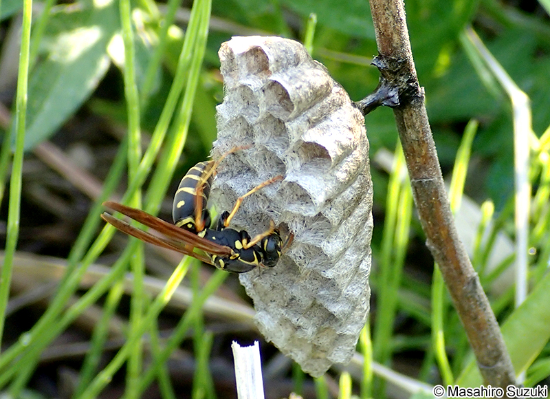 フタモンアシナガバチ Polistes chinensis antennalis